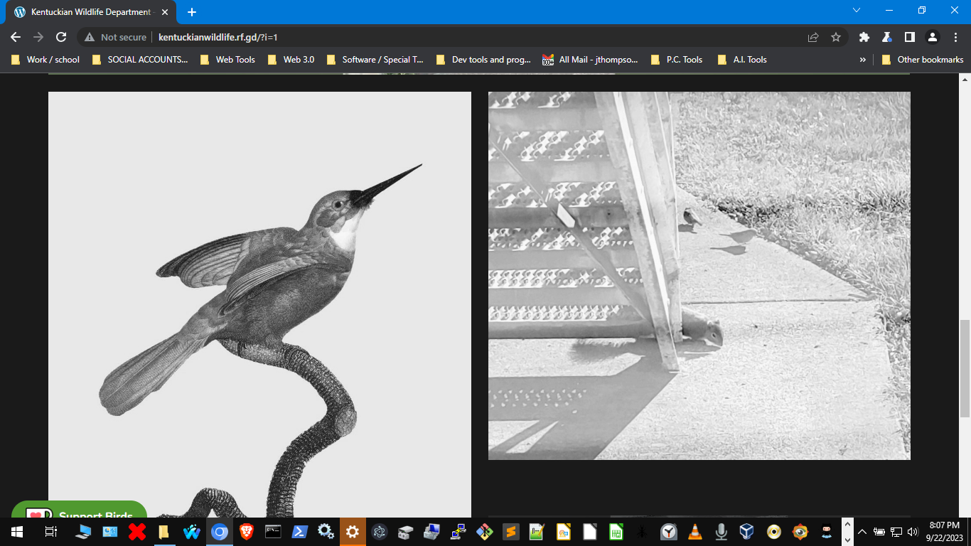 Kentuckian Wildlife Department , Main site ,  Black and white starlings and sparrows , gather around a sidewalk to eat.  As of 09/ 23 / 2023 , the department is still active , updating sooon ! 